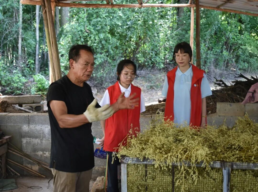图为昊野金槐种植专业合作社负责人蒋洲生为实践团成员讲解金槐“杀青”流程的相关知识。.jpg