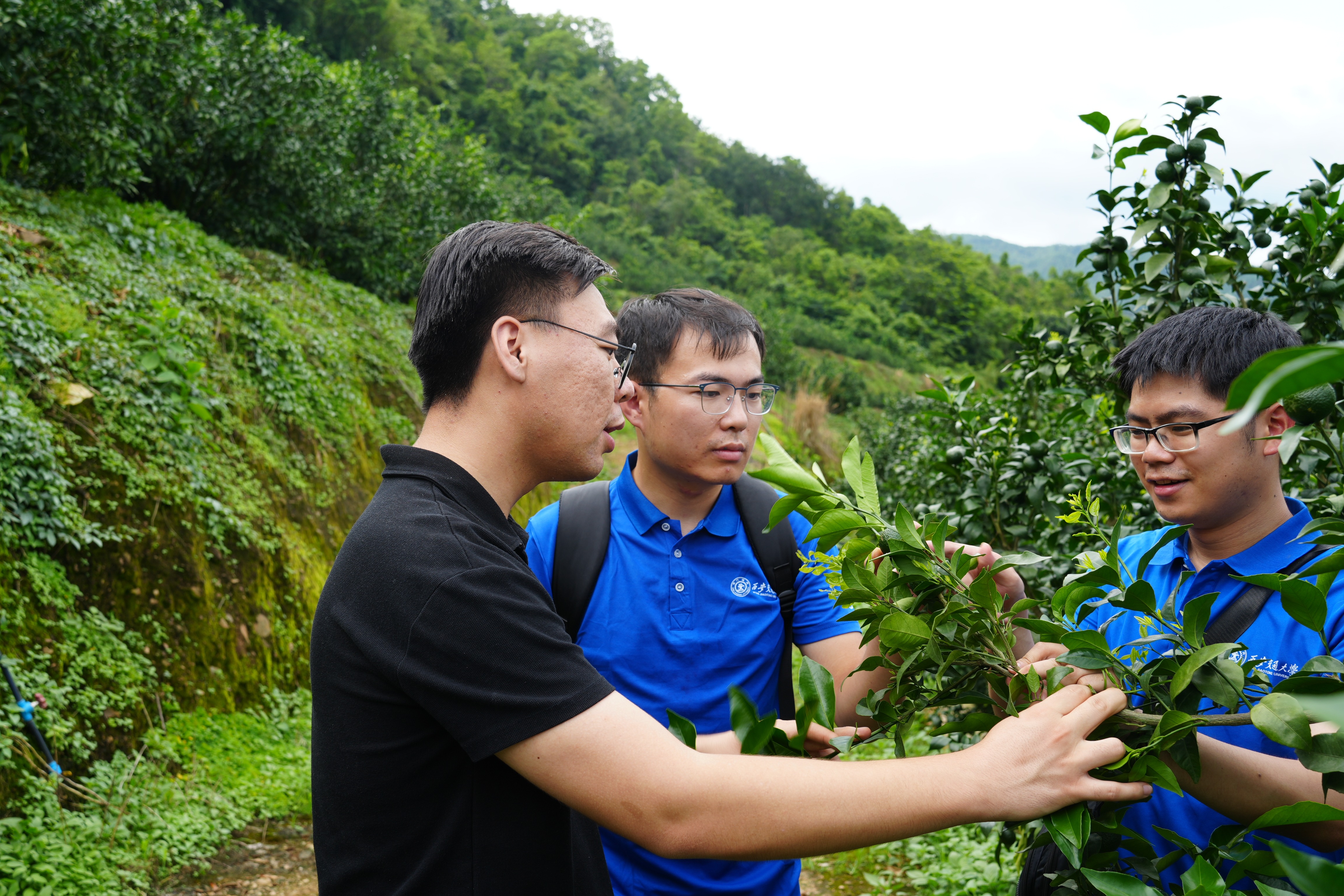 2-实践团队实地调研沃柑植株