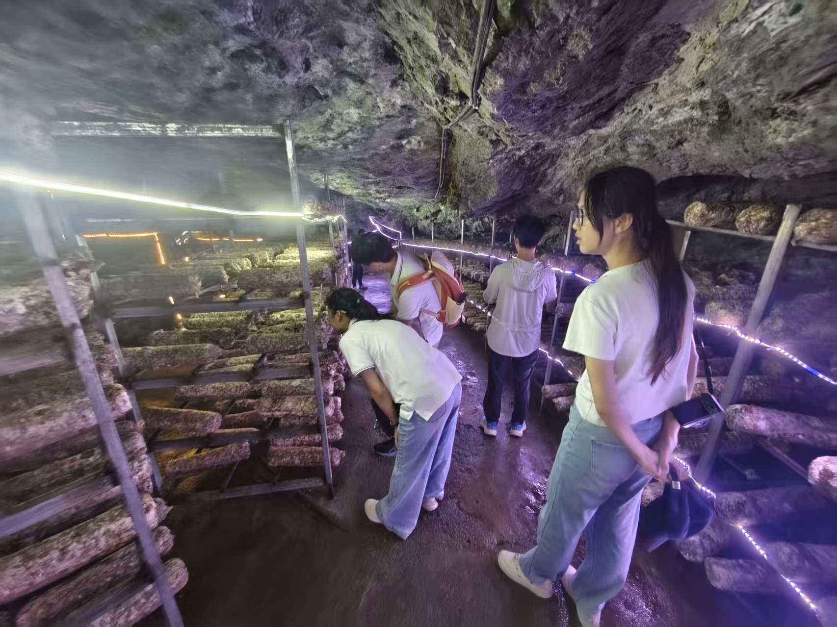 矿洞食用菌基地